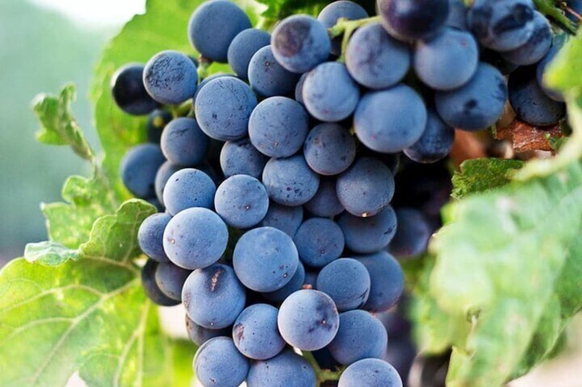 Uva SanGiovese