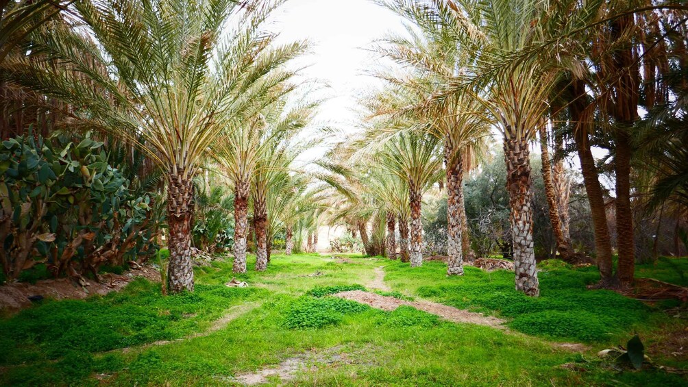Picture 9 for Activity From Djerba: Full-Day Ksar Ghilane, Sahara and Oasis Tour