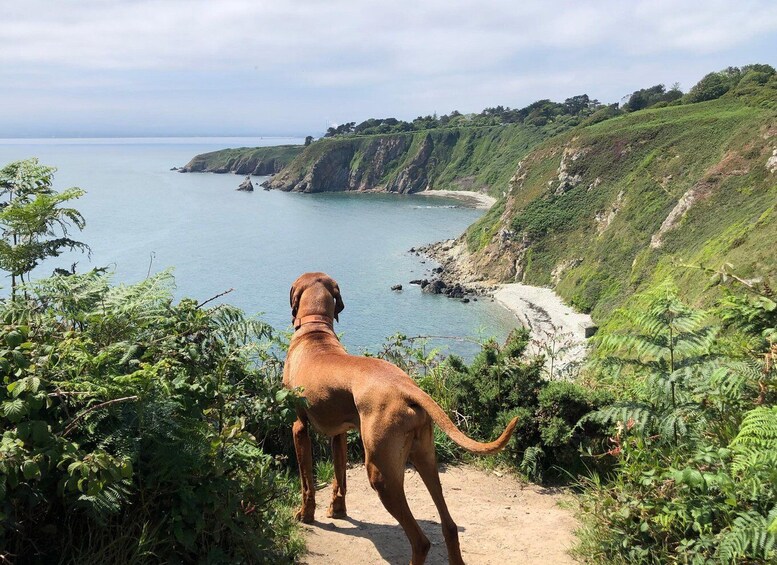 Picture 7 for Activity Dublin: Howth Peninsula Hiking Tour