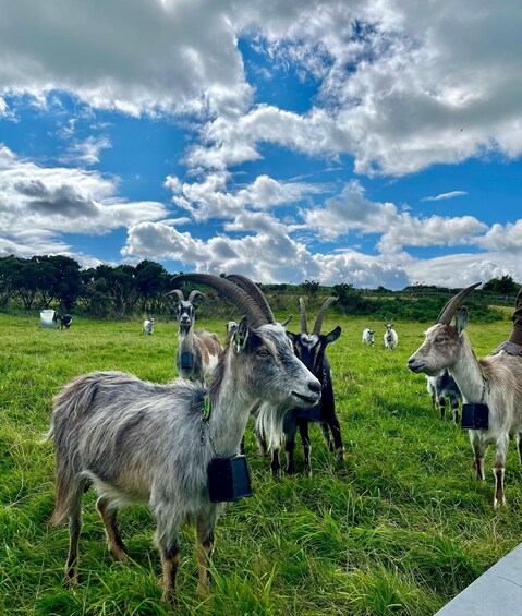 Picture 8 for Activity Dublin: Howth Peninsula Hiking Tour