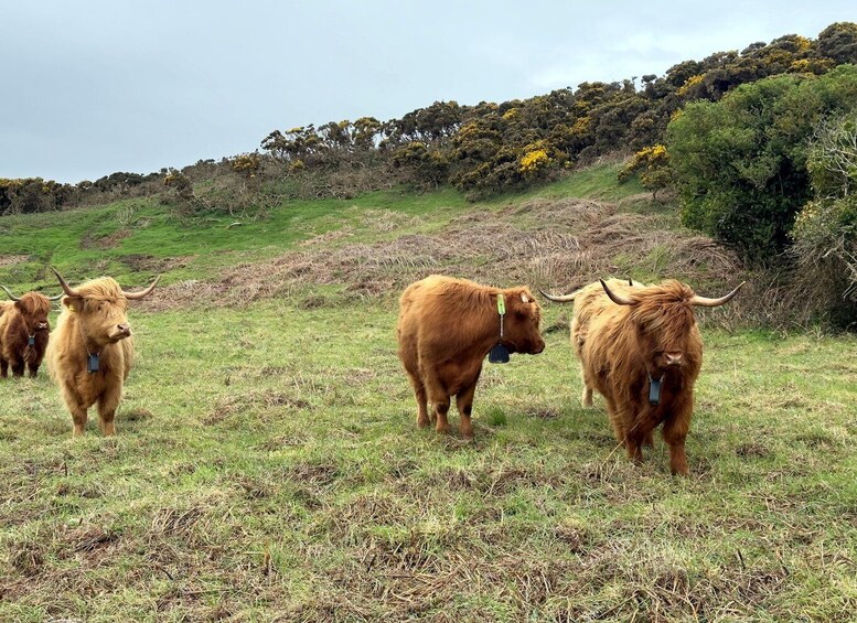 Picture 15 for Activity Dublin: Howth Peninsula Hiking Tour