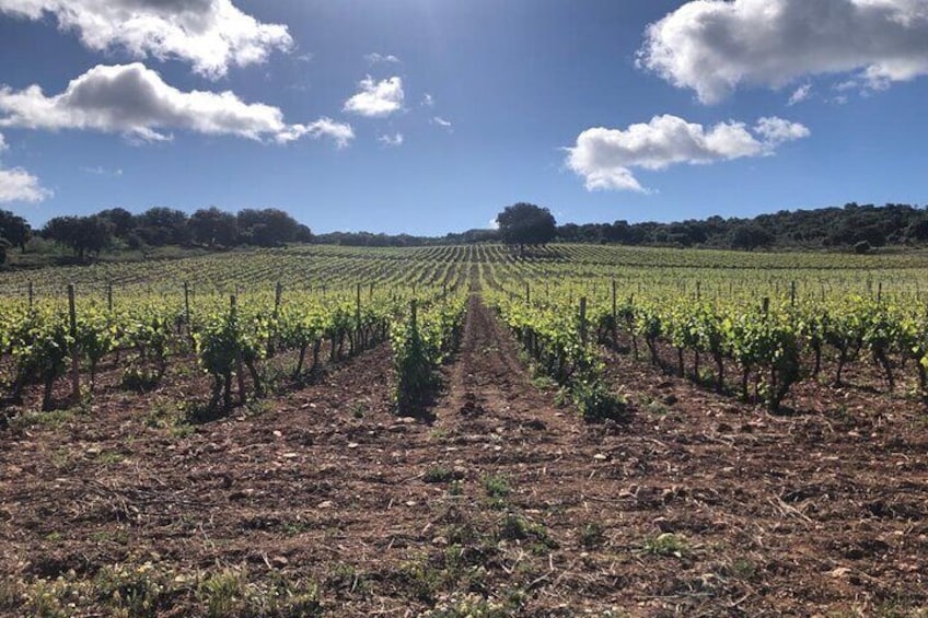 Ronda Day Tour and Winery Visits from Marbella