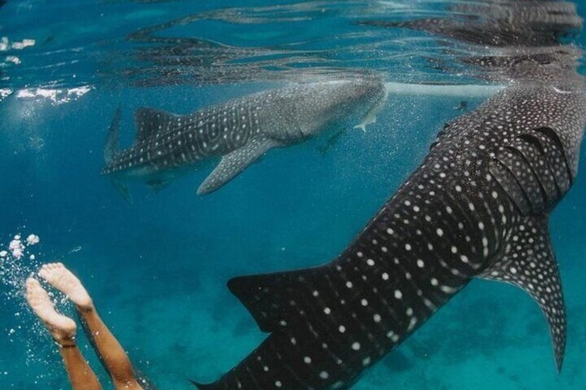 Oslob Whaleshark with Aguinid Falls Samboan Tour