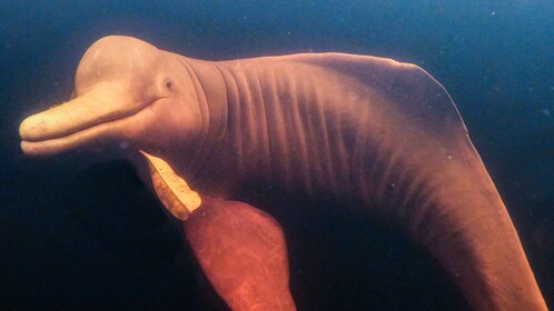 จากเมืองมาเนาส: ทัวร์ 3, 4 หรือ 5 วันที่ Tapiri Rio Negro Lodge