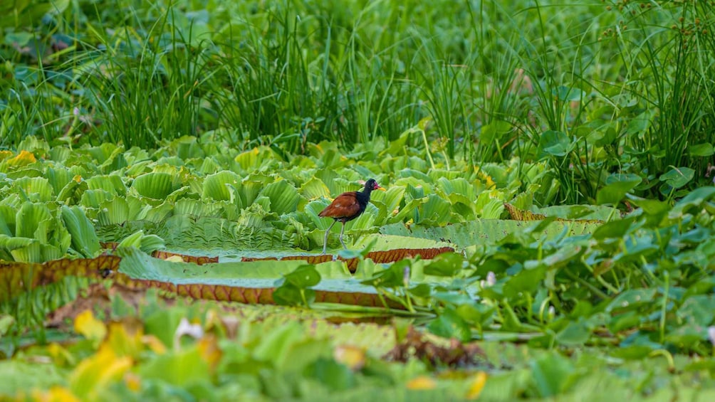 Picture 22 for Activity From Manaus: 3, 4, or 5-Day Tour at Tapiri Rio Negro Lodge