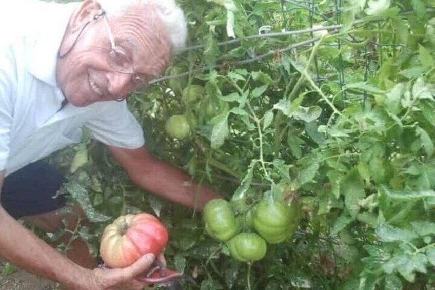 our tomatoes