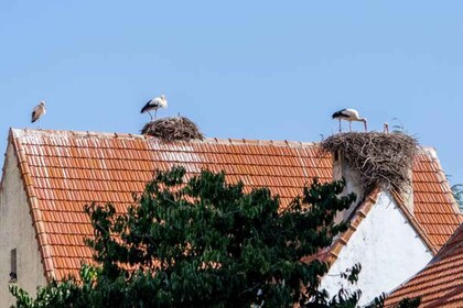 Dagsutflykt till Fes, Berberna och Mellersta Atlas