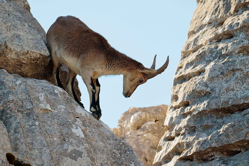 Picture 3 for Activity From Malaga: Torcal de Antequera Hiking Tour