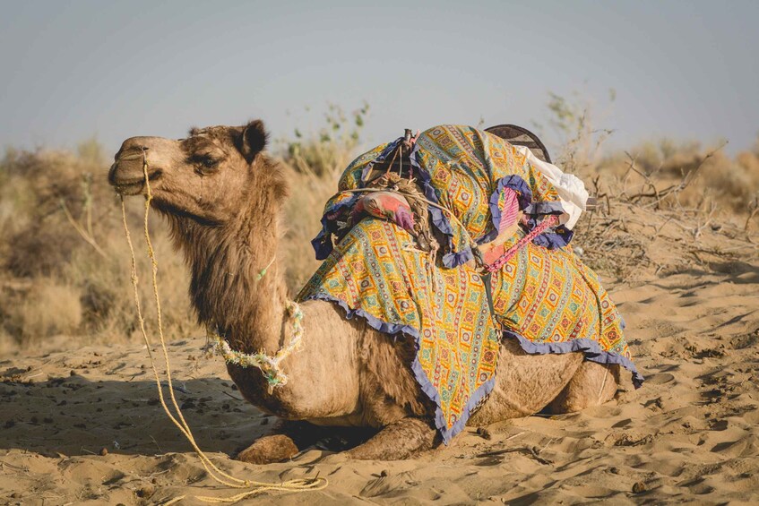 Picture 6 for Activity Jaisalmer: 2-Day Thar Desert Experience