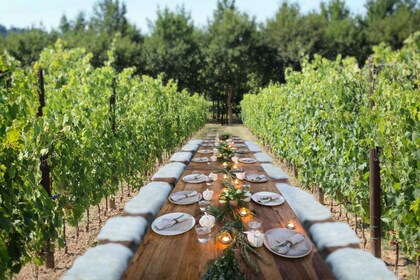 San Gimignano: Wine Tasting and Outdoor Lunch in a Vineyard