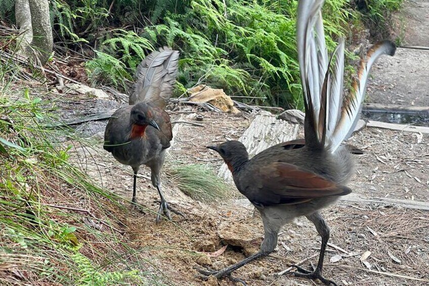 Lyre Birds