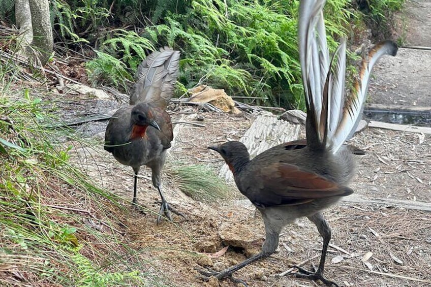 Lyre Birds