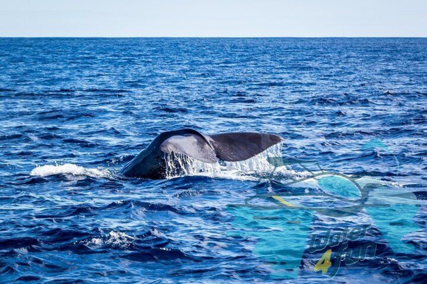 Whale and Dolphin Watching | Water4fun