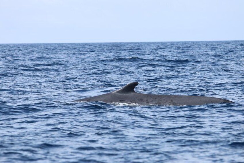 Whale and Dolphin Watching | Water4fun