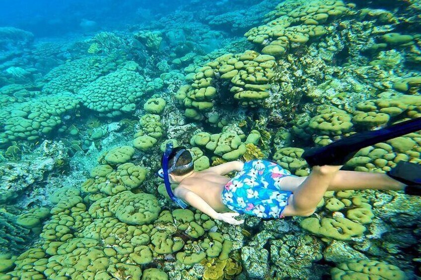 Private Angelfish Snorkeling with Brunch in Aruba