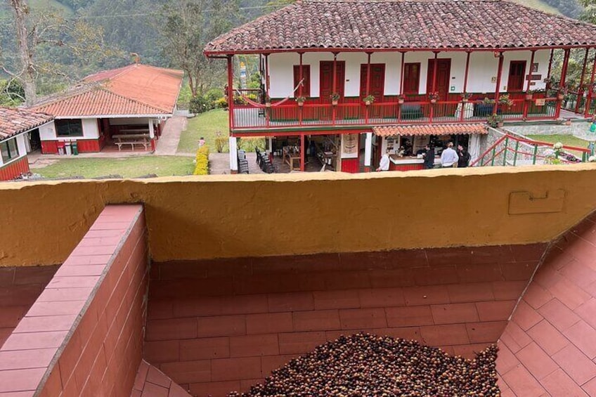Private Cocora Valley Coffee Tour with Guide