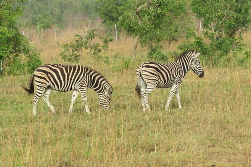 Shai Hills Game Reserve, Oboadaka and Aburi Gardens Shared Tour