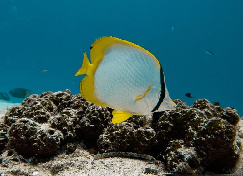 Picture 9 for Activity Cozumel: Chankanaab Beach Adventure Day Pass with Snorkeling