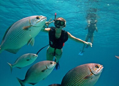 Cozumel: Chankanaab Park Admission+ Snorkel+ Welcome drink