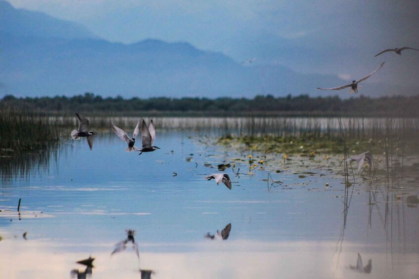 Picture 7 for Activity Podgorica: Ostrog, Niagara, and Skadar Lake Private Tour