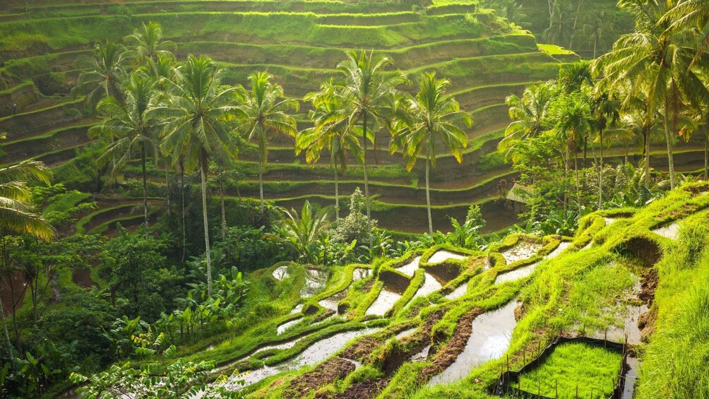 Picture 5 for Activity Bali: Ubud Highlight & Tanah Lot Temple Tour with Ticket