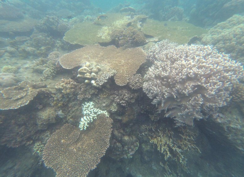 Picture 1 for Activity Bali: Labuan Amuk Snorkeling with Lunchbox