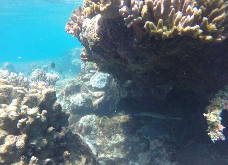 Picture 3 for Activity Bali: Labuan Amuk Snorkeling with Lunchbox