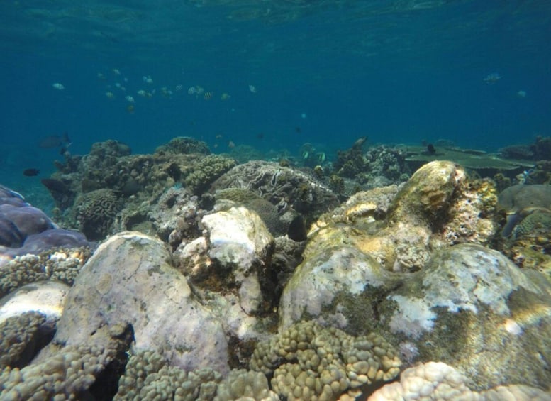 Picture 4 for Activity Bali: Labuan Amuk Snorkeling with Lunchbox
