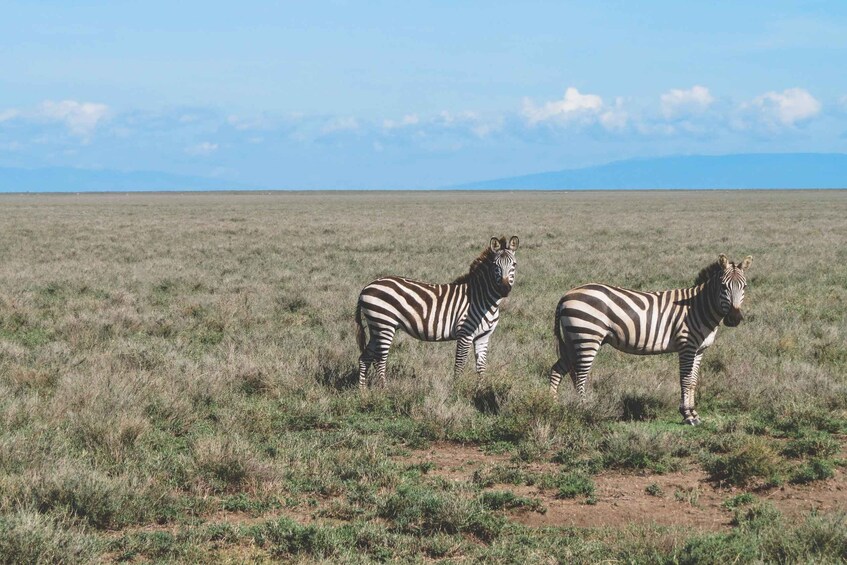 Picture 8 for Activity Serengeti Day Trip Safari from Mwanza