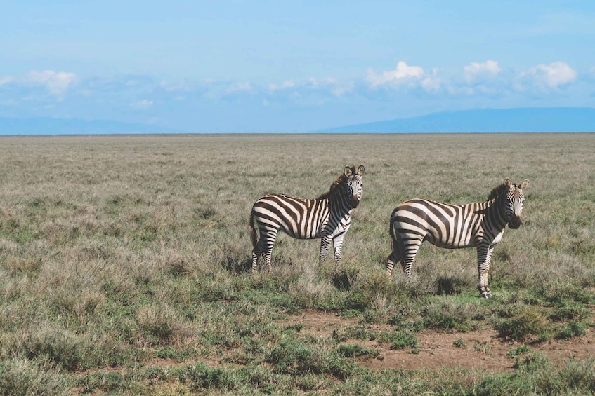 Picture 8 for Activity Serengeti Day Trip Safari from Mwanza