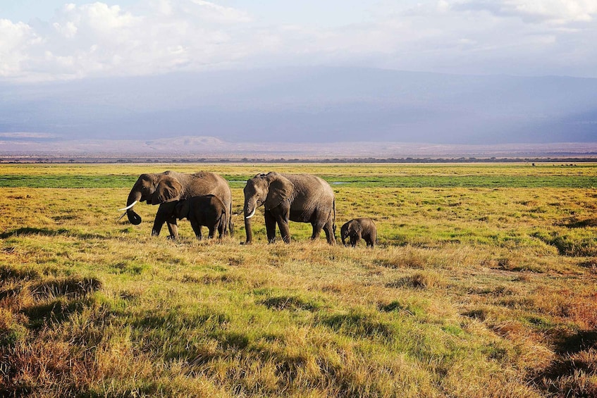 Picture 2 for Activity Serengeti Day Trip Safari from Mwanza