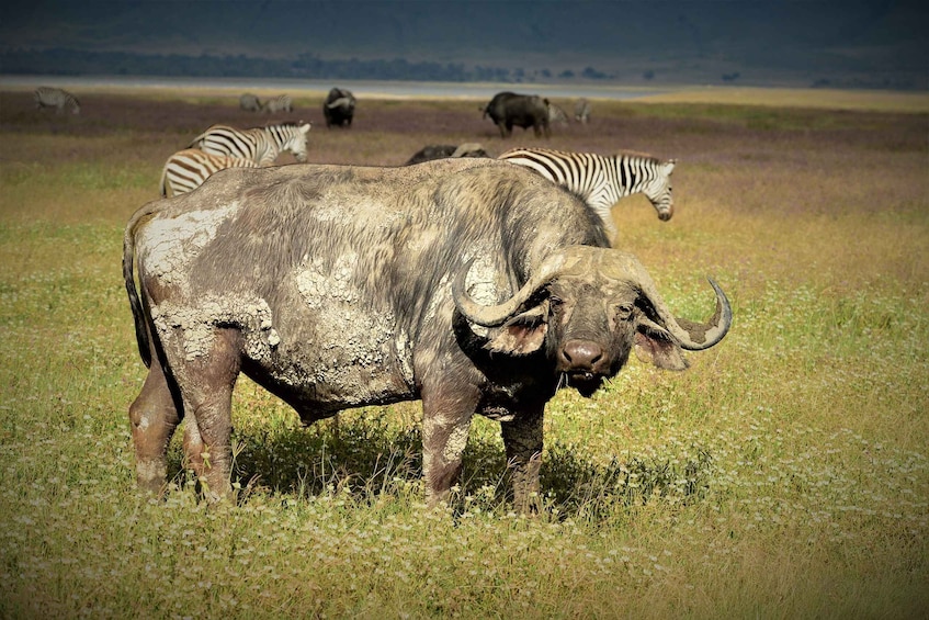 Picture 6 for Activity Serengeti Day Trip Safari from Mwanza