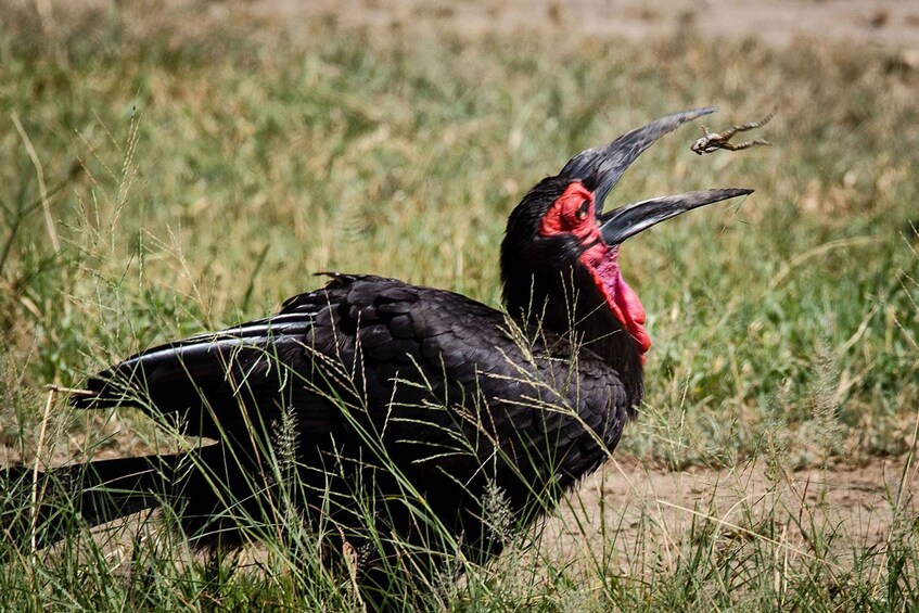 Picture 9 for Activity Serengeti Day Trip Safari from Mwanza