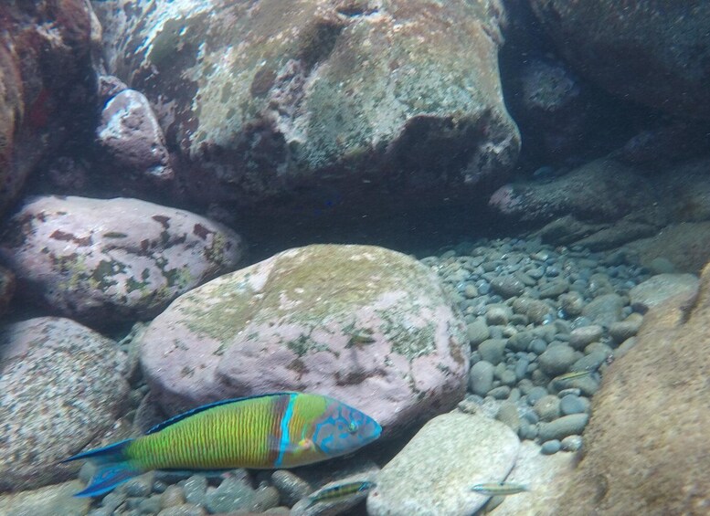 Picture 5 for Activity Madeira: Garajau Nature Reserve Kayak and Snorkel Tour