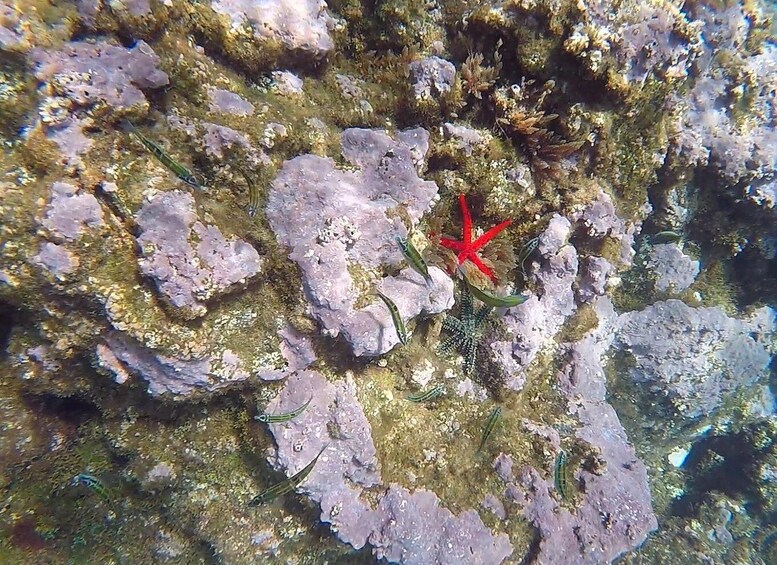 Picture 4 for Activity Madeira: Garajau Nature Reserve Kayak and Snorkel Tour