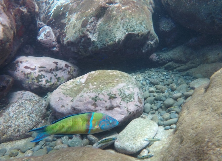 Picture 5 for Activity Madeira: Garajau Nature Reserve Kayak and Snorkel Tour