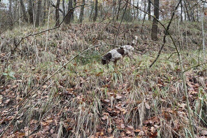In the woods with our 4-legged friend