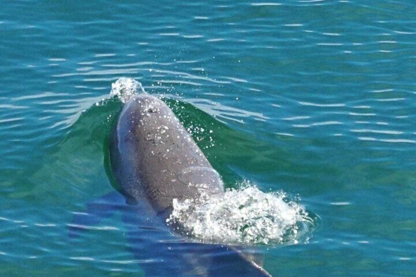 4 Hour Pensacola Beach Excursion with Snorkeling and Swimming