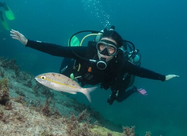 Paraty: experiencia de buceo Discovery para principiantes