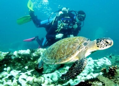 Paraty: Discovery Scuba Diving Experience for Beginners