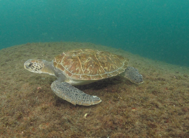 Picture 15 for Activity Paraty: Discovery Scuba Diving Experience for Beginners