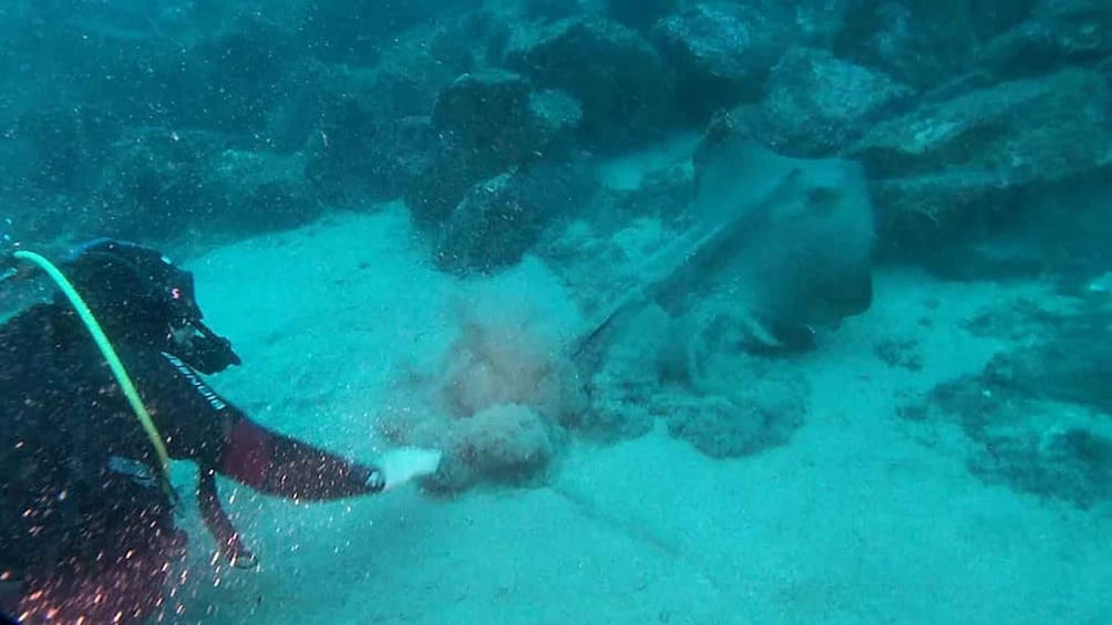 Picture 6 for Activity Catania: Gulf Scuba Diving Tour with Marine Biologist