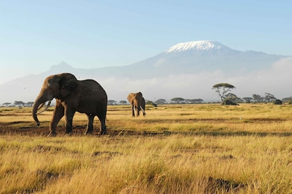 Nairobi: 3 päivän safariseikkailu Amboselissa ja Tsavo Westissä