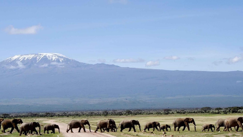 Picture 1 for Activity Nairobi: 3-Day Safari Adventure in Amboseli and Tsavo West