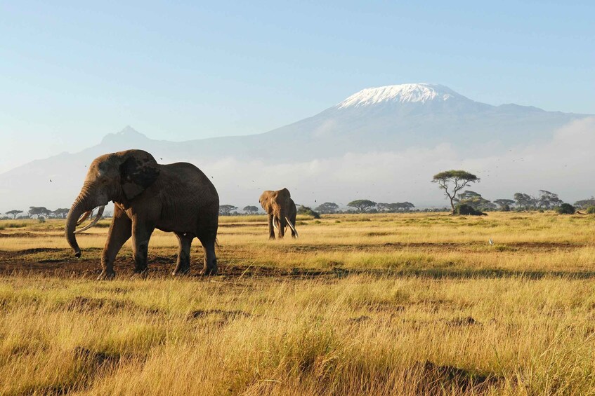 Nairobi: 3-Day Safari Adventure in Amboseli and Tsavo West