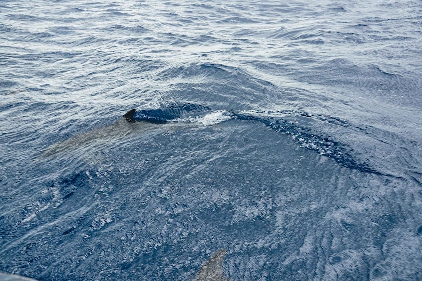 Picture 9 for Activity From Machico: Madeira Whale and Dolphin Watching Boat Tour