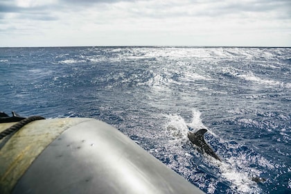 De Machico : Excursion en bateau d’observation des baleines et des dauphins...