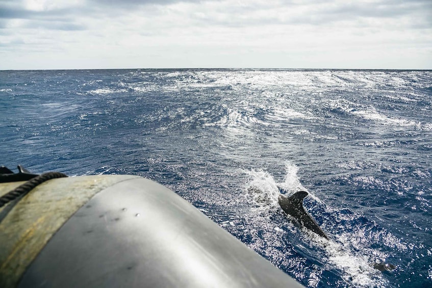 Picture 10 for Activity From Machico: Madeira Whale and Dolphin Watching Boat Tour