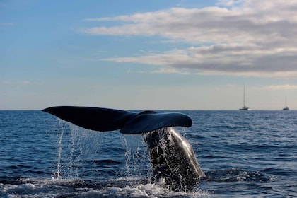 Madeira: walvis- en dolfijnobservatie boottocht vanuit Machico