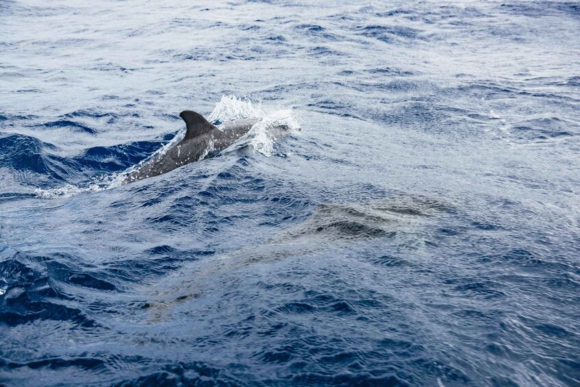 Picture 1 for Activity From Machico: Madeira Whale and Dolphin Watching Boat Tour